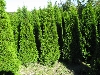 Bilder der Baumschule